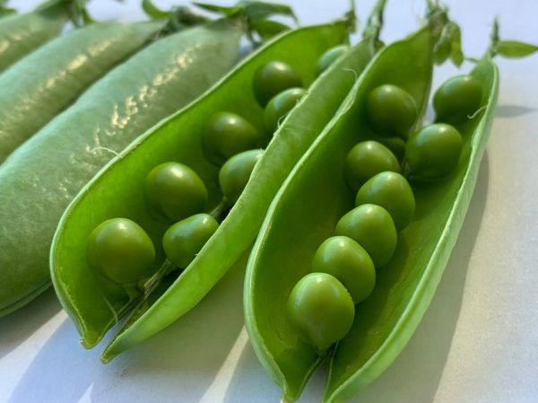 Горох МАКСИГОЛД / MAXIGOLD Agri Saaten