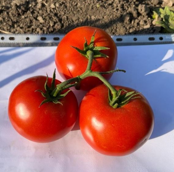 Томат АВ 520 F1 / АV 520 F1 Atakama Seeds