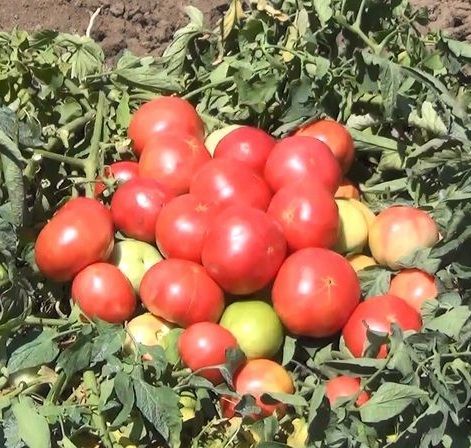 Томат АВ 530 F1 / AV 530 F1 Atakama Seeds