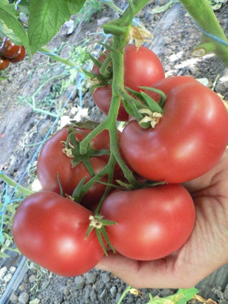 Томат ПИНК ХАРВЕСТ F1 / PINK HARVEST F1 Quality Seeds