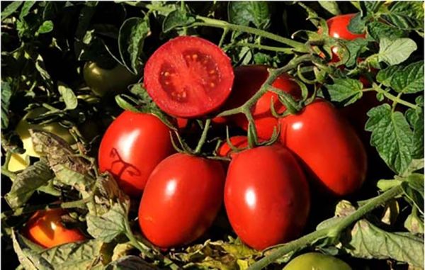 Томат ХАЙНЗ 9775 F1 / HEINZ 9775 F1 Heinz