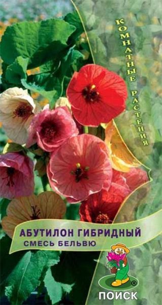 Комнатные Абутилон гибридный Смесь Бельвю ЦВ Поиск