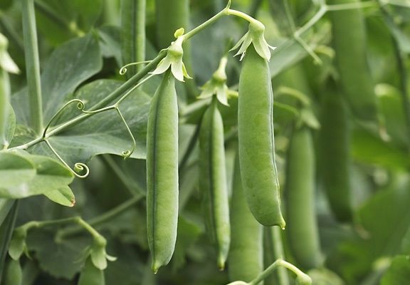 Горох АМАЛФИ / AMALFI Syngenta