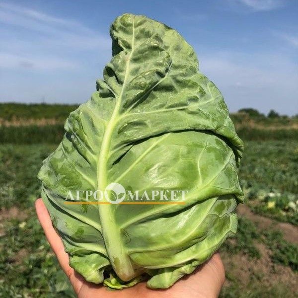 Капуста белокочанная AS 2018 F1 Atakama Seeds