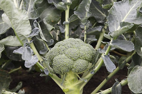 Капуста брокколи БАТОРИ F1 / BATORI F1 Syngenta