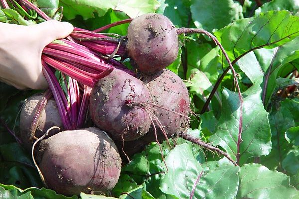 Свекла БОЛТАРДИ / BOLTARDI Syngenta