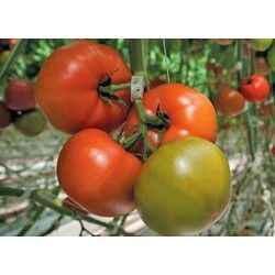 Томат БРАЙТИНА F1 / BREYTINE F1 Syngenta