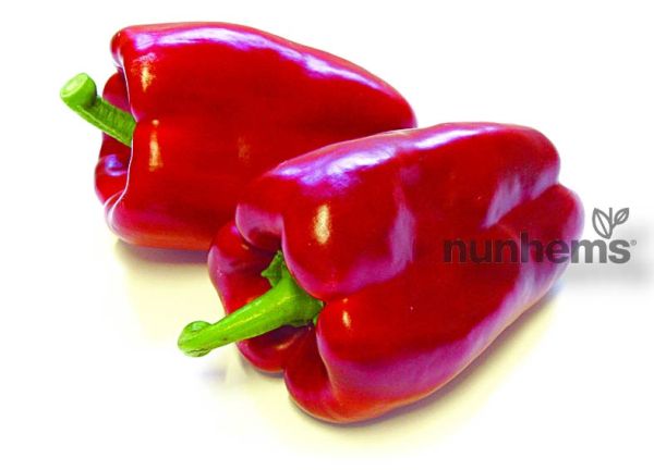Перец сладкий КЛАУДИО F1 / CLAUDIO F1 Nunhems