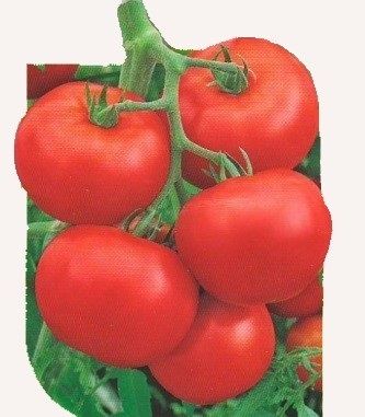 Томат ЭКВАТОР F1 / EKVATOR F1 Seminis