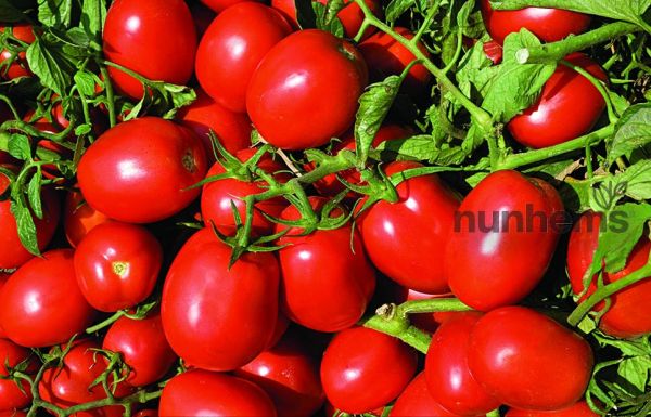 Томат ДЕЛЬФО F1 / DELFO F1 Nunhems