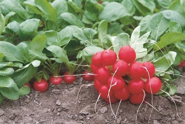 Редис ДОНАР F1 / DONAR F1 Syngenta