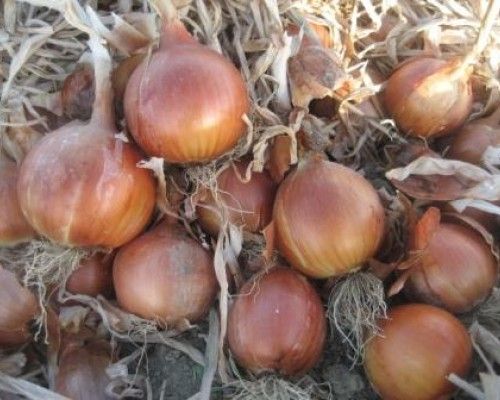 Лук Яровой ДРАГОН F1 / DRAGON F1 Soto Seeds