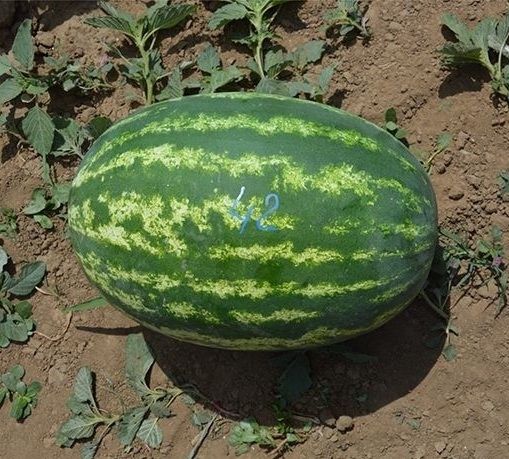 Арбуз Е-42 F1 Takii Seeds