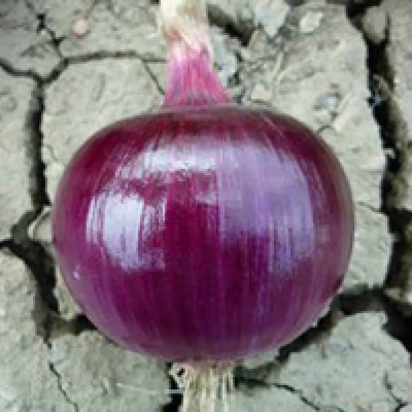 Лук Яровой EX 07714593 F1 Seminis