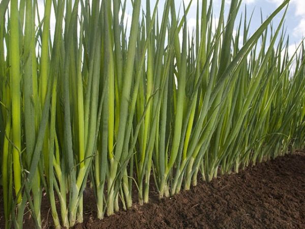 Лук Батун (на перо) ФИСТ F1 / FEAST F1 Takii Seeds