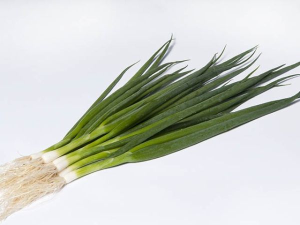 Лук Батун (на перо) ЭСТАФЕТ F1 / ESTAFET F1 Takii Seeds
