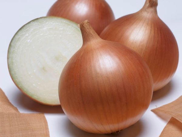 Лук Яровой БЕНЕФИТ F1 / BENEFIT F1 Takii Seeds
