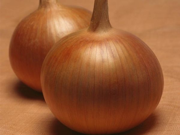 Лук Яровой БОНУС F1 / BONUS F1 Takii Seeds