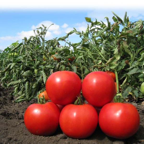 Томат АНИТА F1 / ANITA F1 Kitano Seeds
