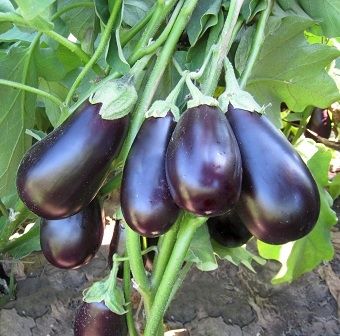 Баклажан ПРАДО F1 / PRADO F1 Kitano Seeds