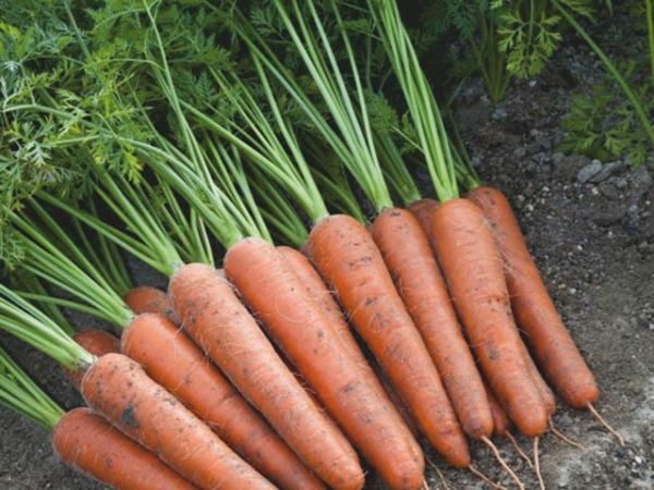 Морковь АУРАНТИНА F1 / AURANTINE F1 Takii Seeds