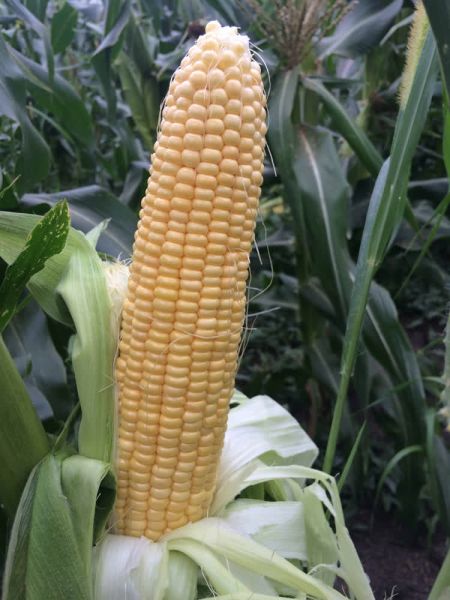 Кукуруза ТЕСТИ ГОЛД F1 / TASTY GOLD F1 Agri Saaten
