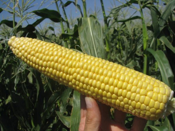 Кукуруза СВИТ ВОНДЕР F1 / SWEET WONDER F1 Agri Saaten