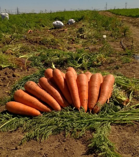 Морковь ПРОМИНАНС F1 / PROMINANS F1 Takii Seeds