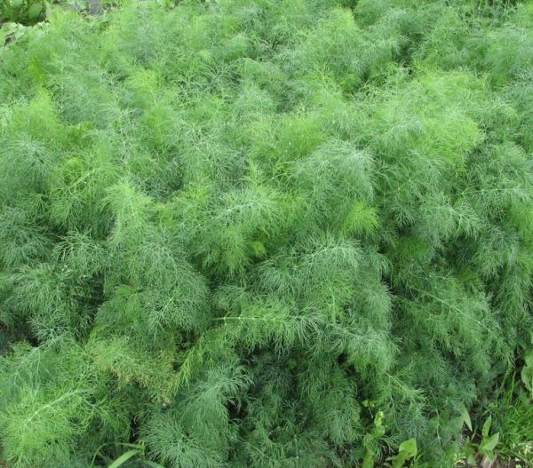 Укроп ДИЛЛ / DILL Clause