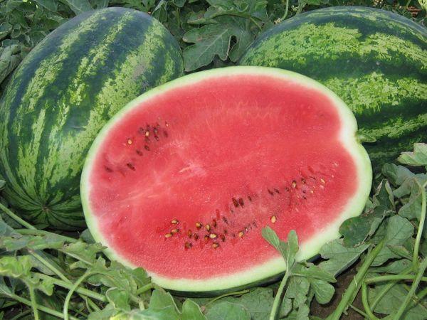 Арбуз БОМБА F1 Quality Seeds