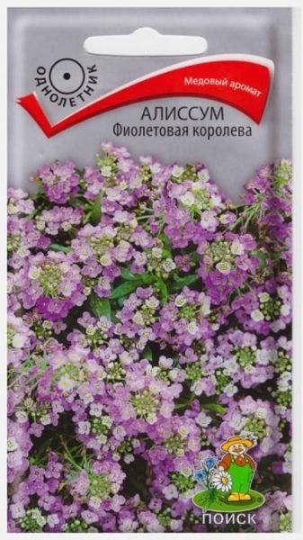 Однолетник Алиссум Фиолетовая королева ЦВ Поиск