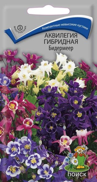 Многолетник Аквилегия гибридная Бидермеер ЦВ Поиск
