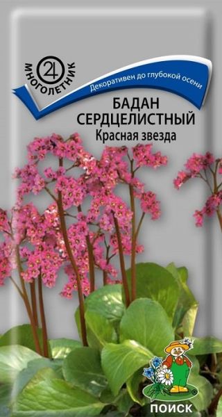 Многолетник Бадан сердцелистный Красная звезда ЦВ Поиск