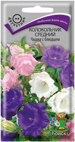 Двулетник Колокольчик средний Чашка с блюдцем ЦВ Поиск