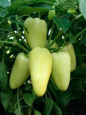 Перец сладкий КАЗБЕК F1 / KAZBEK F1 Гавриш