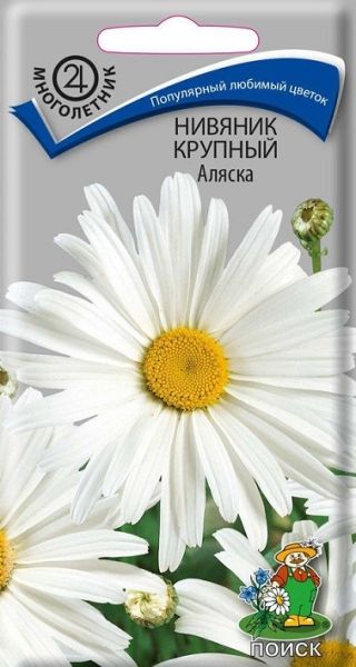 Многолетник Нивяник крупный Аляска ЦВ Поиск