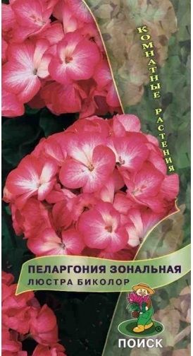 Комнатные Пеларгония зональная Люстра Биколор ЦВ Поиск