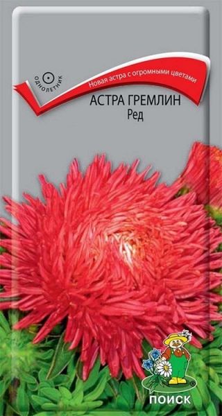 Однолетник Астра гремлин Ред ЦВ Поиск