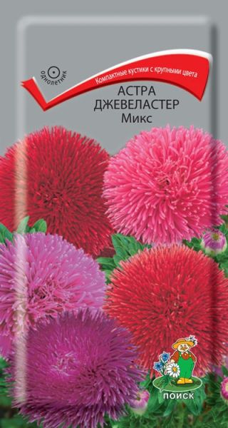 Однолетник Астра Джевеластер Микс ЦВ Поиск
