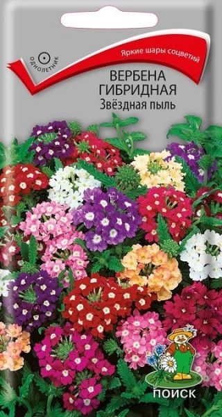 Однолетник Вербена гибридная Звёздная пыль ЦВ Поиск