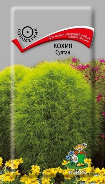 Однолетник Кохия Султан ЦВ Поиск
