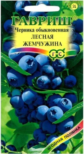 Черника обыкновенная Лесная жемчужина Гавриш