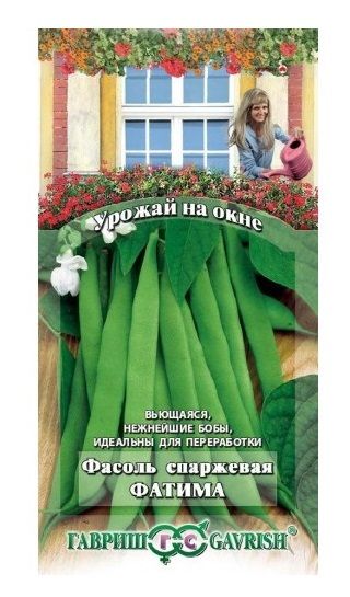 Фасоль ФАТИМА Урожай на окнне Гавриш