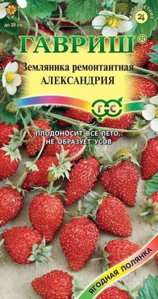 Земляника АЛЕКСАНДРИЯ Гавриш
