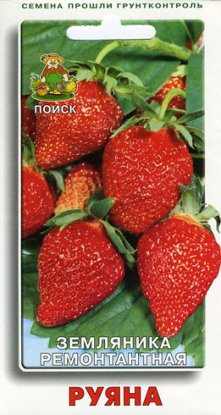 Земляника РУЯНА ЦВ Поиск