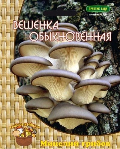 Грибы ВЕШЕНКА ОБЫКНОВЕННАЯ Поиск