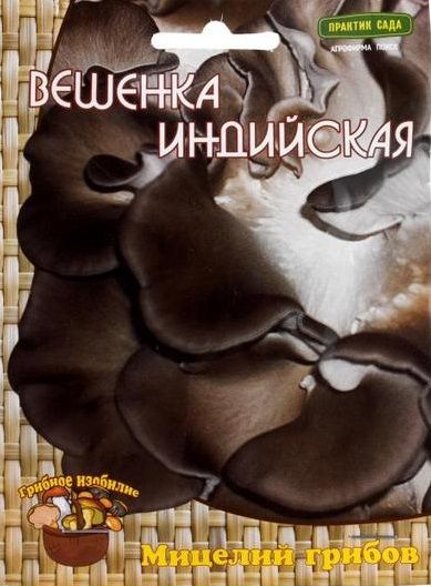 Грибы ВЕШЕНКА ИНДИЙСКАЯ Поиск