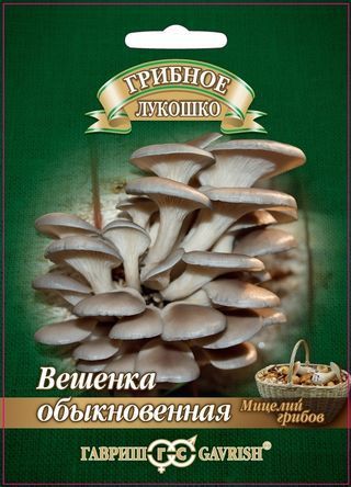 Грибы ВЕШЕНКА ОБЫКНОВЕННАЯ на деревян.палочке больш.пак. Гавриш