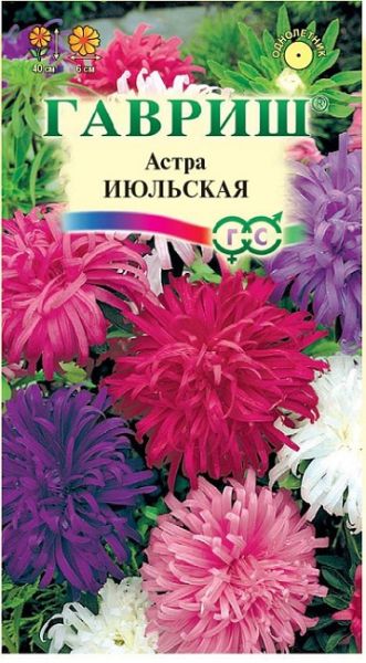 Однолетник Астра Июльская Гавриш