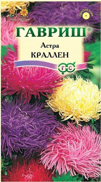 Однолетник Астра Краллен Гавриш